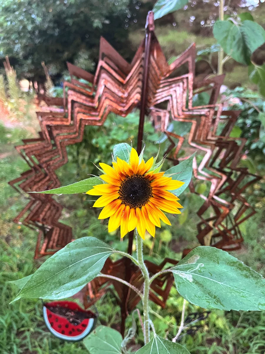 Sunflower and the Spinner